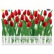 Sticker Haie de tulipes